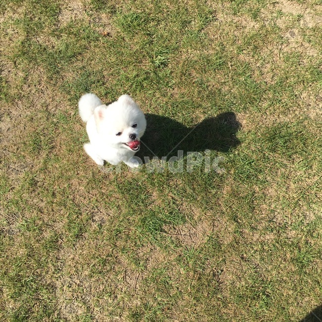 포메라니안,포메,강아지,dog,화이트포메라니안,화이트포메