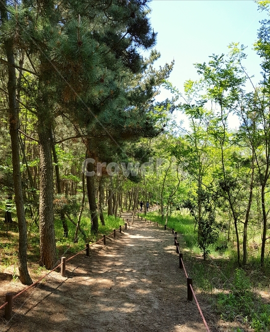 길,숲길,여름,산책,배경