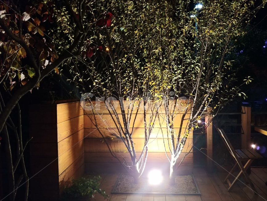 나무,실외조명,인테리어,저녁,풍경,야경,밤,풍경,nightscape,night,landscape