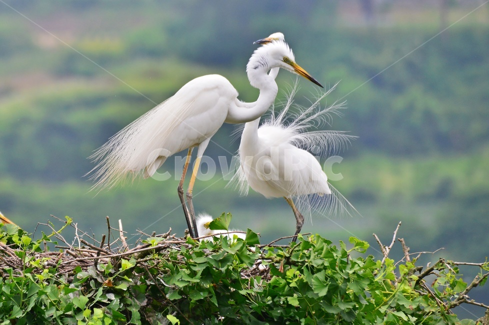 전북,임실,백로,백로부부,백로부부사랑,백로육추,bird,waterfowl,물새,stork,황새,동물,animal,조류,새,birds