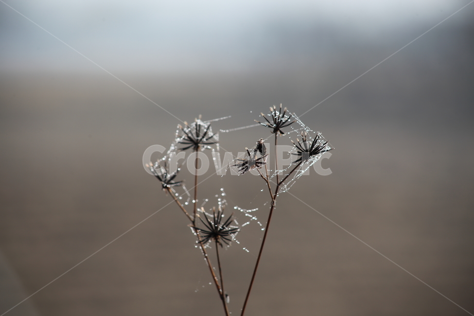 거미줄,이슬,도깨비바늘,cobweb,spanishneedles,식물,자연,plants,nature