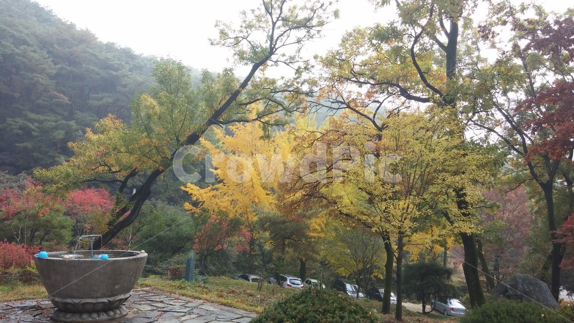 절,자연,옹달샘,식물,나무