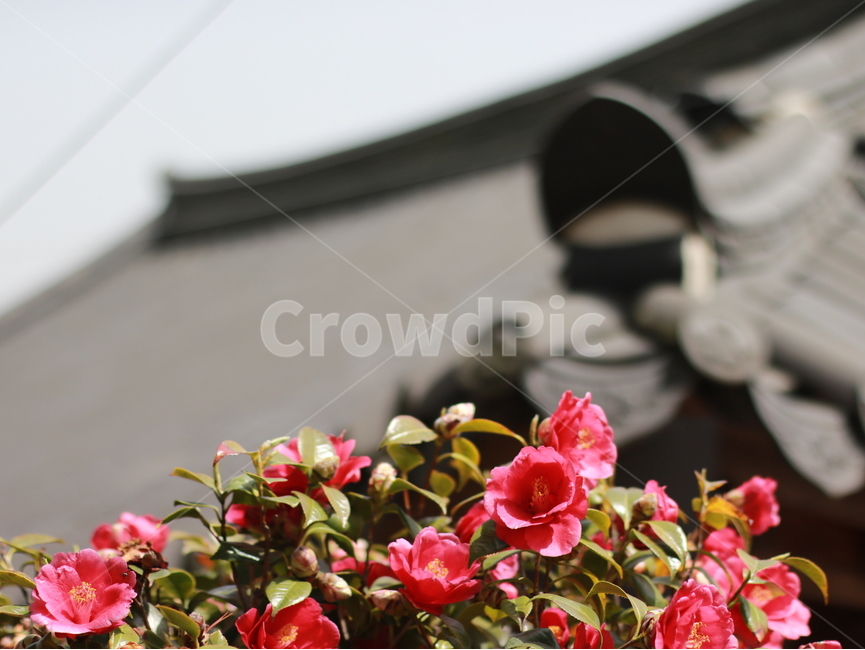 꽃,자연,나뭇잎,동백꽃,기와,감성,식물,자연,plants,nature,꽃,flower