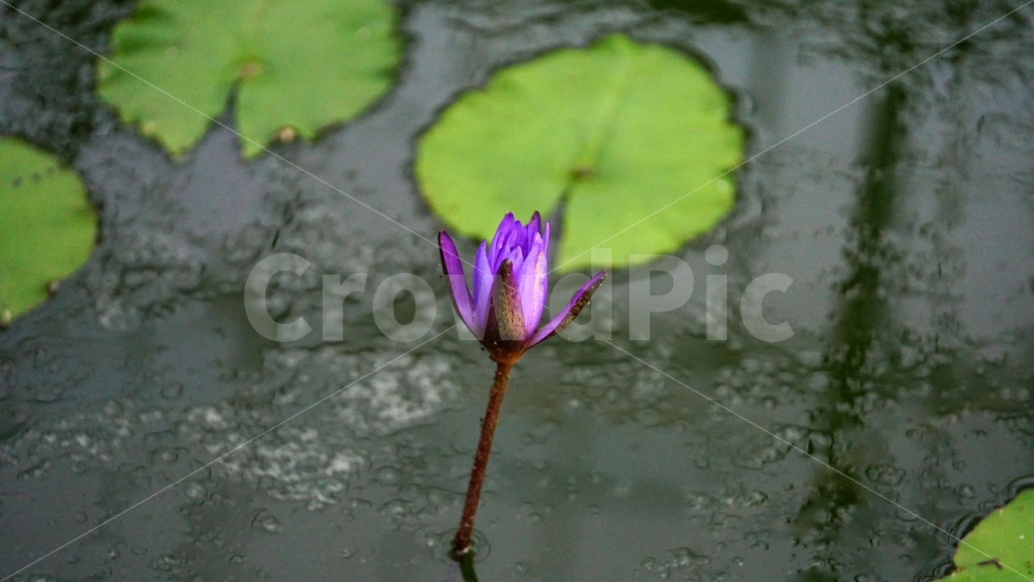 연꽃,연꽃잎,연못,플라워,자연,flower,nature,식물,이파리,물,water,summer,여름,꽃사진,감성,감성사진,계절,season,풍경,landscape,plants,식물,자연,plants,nature,꽃,flower