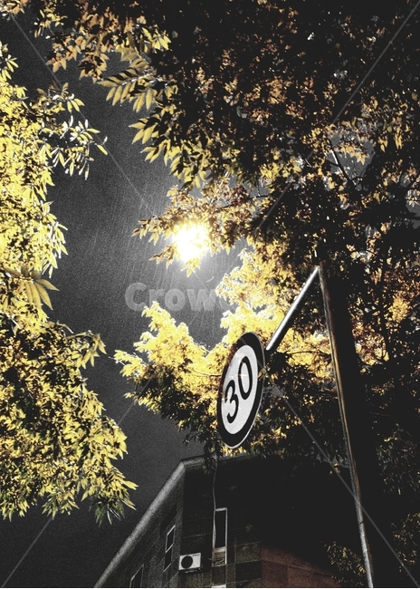 비,rain,나무,tree,빛,light