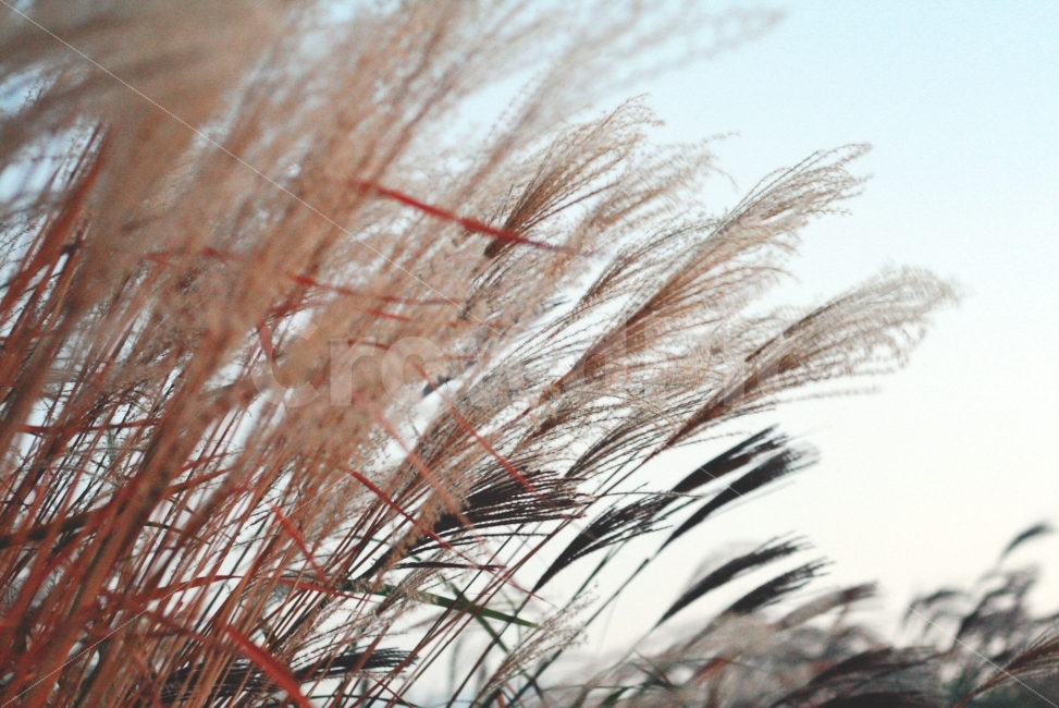 가을,하늘,갈대,노을,풍경,바람,식물,가을,계절,fall,autumn,season,식물,자연,plants,nature,감성,sensible,feeling,grass,잔디,plant,lawn,reed
