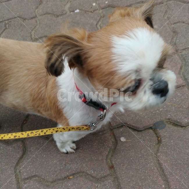 동물,pet,strap,animal,강아지,개,puppy,dog,시츄,shihtzu,개,강아지,dog,doggy