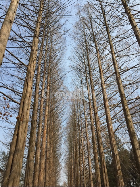 tree,나무,나무줄기,식물,겨울,나뭇가지