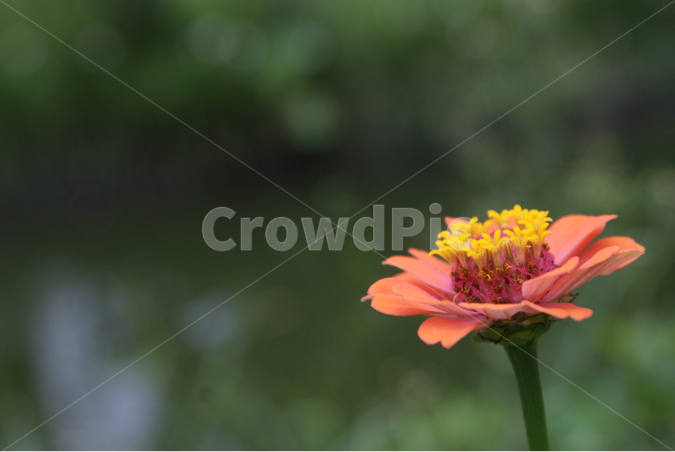 꽃,자연,배경,flower,배경이미지,식물,자연,plants,nature,꽃,flower