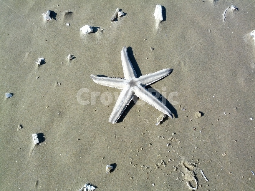 해변,모래,불가사리,바다,해안가,해변,바다,beach,sea