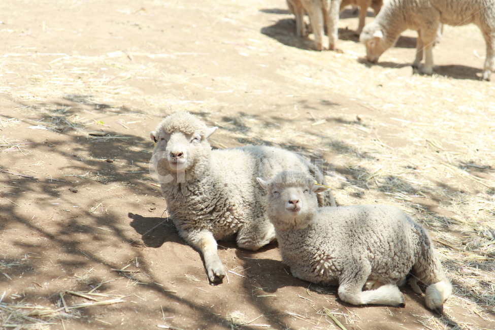 목장,양,양털,햇살,sheep,포근함,풀