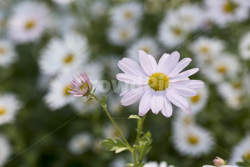 국화,구절초,꽃,꽃밭,식물,자연,가을,클로즈업,접사,식물,자연,plants,nature,꽃,flower