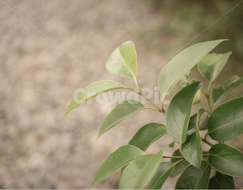 잎,나무,감성,포근함,그리움,식물,자연,plants,nature