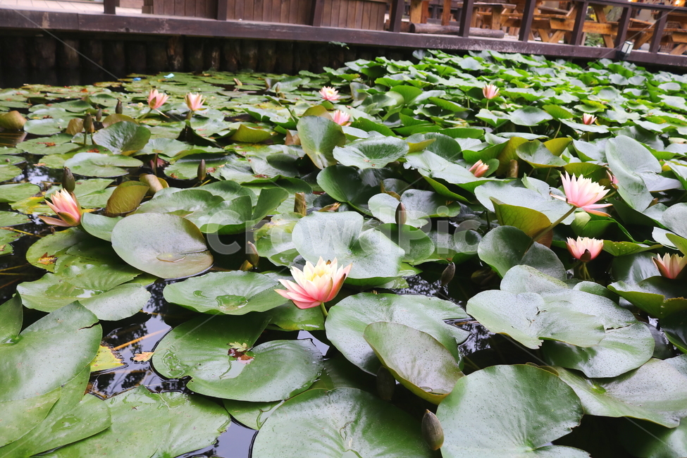 수련,연꽃,연잎,식물,수생식물,연,자연,식물,자연,plants,nature,꽃,flower