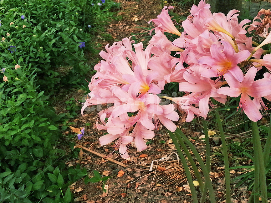 식물,꽃,plant,flower,blossom,식물,자연,plants,nature,꽃,flower