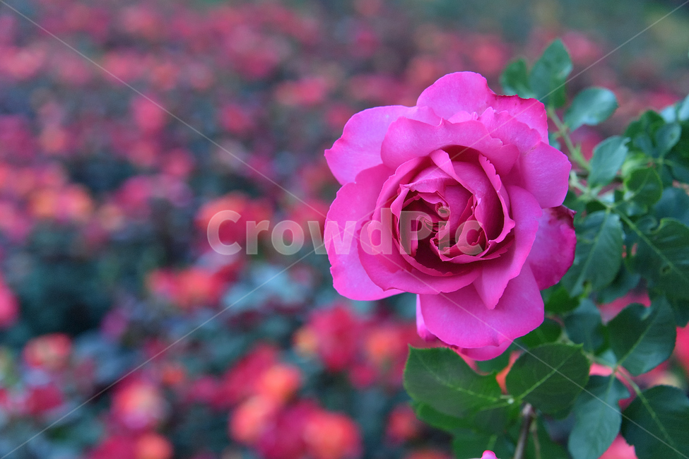 장미,장미꽃,꽃사진,식물,꽃,식물,자연,plants,nature,꽃,flower