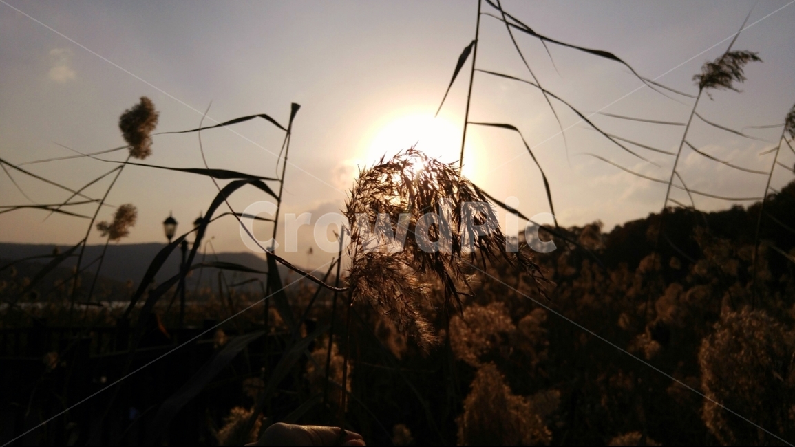 풀,햇빛,해지는,갈대,가을,식물,자연,plants,nature