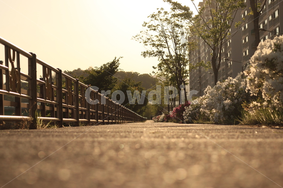꽃,철쭉,산책길,자전거도로,노을,석양,아파트,나무,flower,trail,sunset,apartment,햇빛,sunshine,tree,bicyclestreet