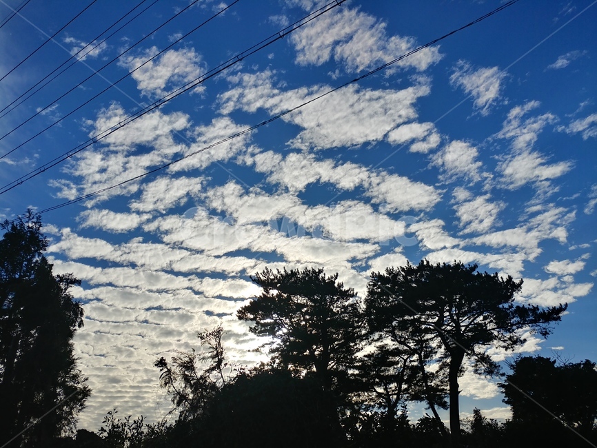 구름,나무,하늘,햇빛,풍경,자연,풍경,nature,landscape,outdoors,옥외,sky,utility pole,전신주