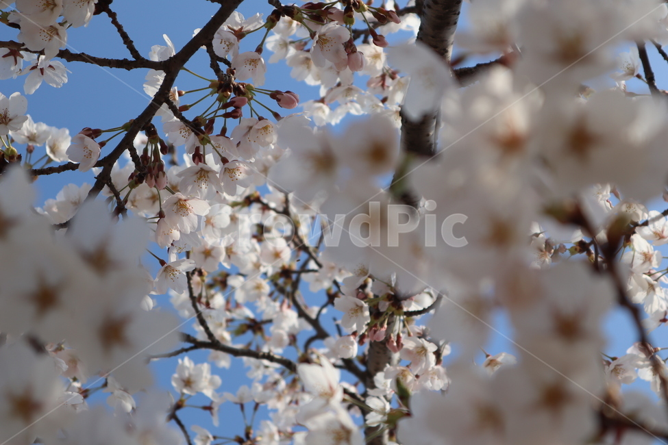cherryblossoms,벚꽃,봄,꽃,분홍꽃