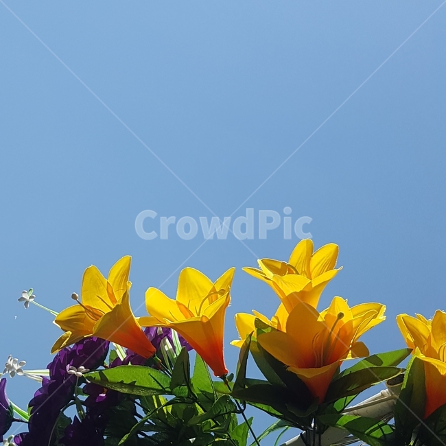 노랑,꽃,하늘,배경,햇빛,오후,식물,자연,plants,nature,꽃,flower