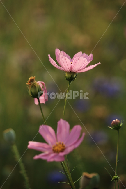 코스모스,꽃,화초,정원,공원,가을,계절,fall,autumn,season,식물,자연,plants,nature,꽃,flower,plant