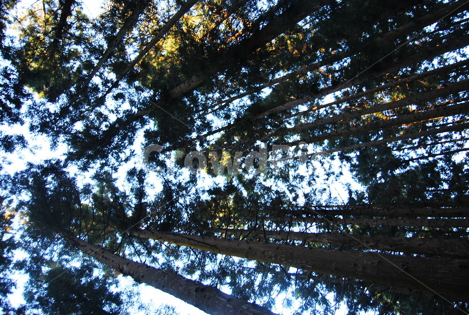삼나무,식물,light,tree,나무,큰나무,자연,풍경,nature,landscape,plant,flare,플레어,빛