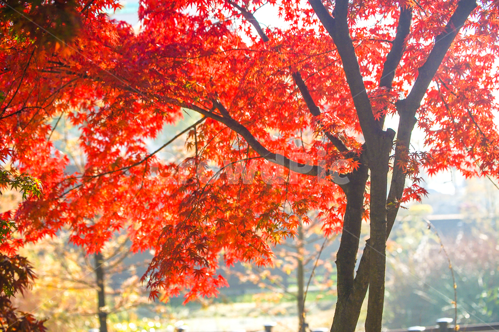 가을,단풍,계절,감성,나무,식물,햇살,가을,계절,fall,autumn,season,plant,leaf,잎,tree,maple