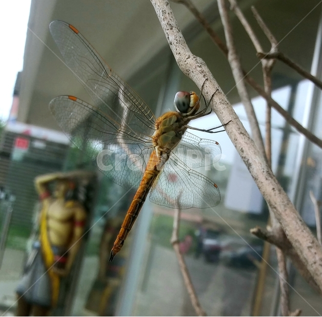 근접샷,잠자리,small,곤충,dragonfly