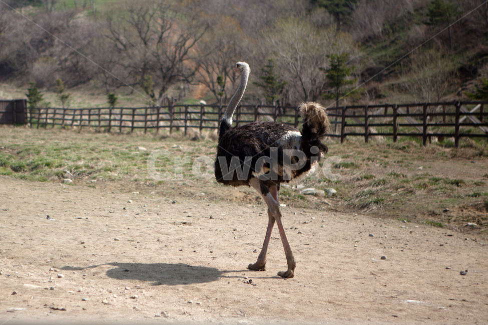 타조,농장,새,큰새,아프리카새,타조농장,동물,animal,조류,새,birds