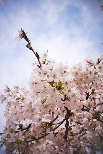 벚꽃,꽃,봄,식물,blossom