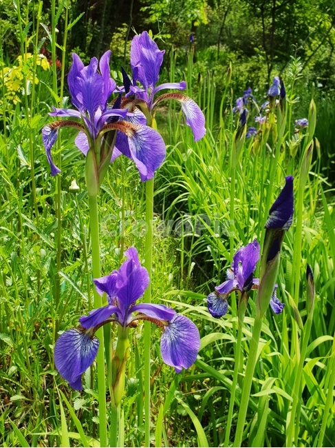붓꽃,붓꽃사진,봄붓꽃,보라색꽃,보라색붓꽃,식물,자연,plants,nature,꽃,flower
