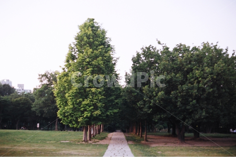 자연,길,나무,가로수,평화,자연,풍경,nature,landscape,tree,plant,식물