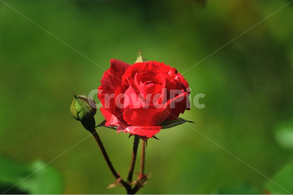 장미,식물,꽃,빨깐꽃,여름꽃,오월,rose,식물,자연,plants,nature,꽃,flower