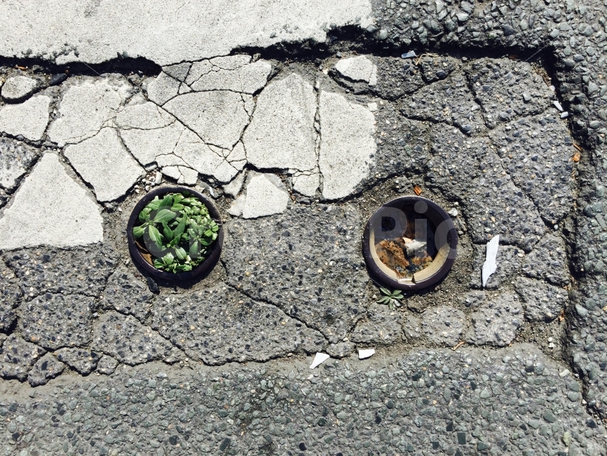 감성,녹색,식물,도로,여행,식물,자연,plants,nature