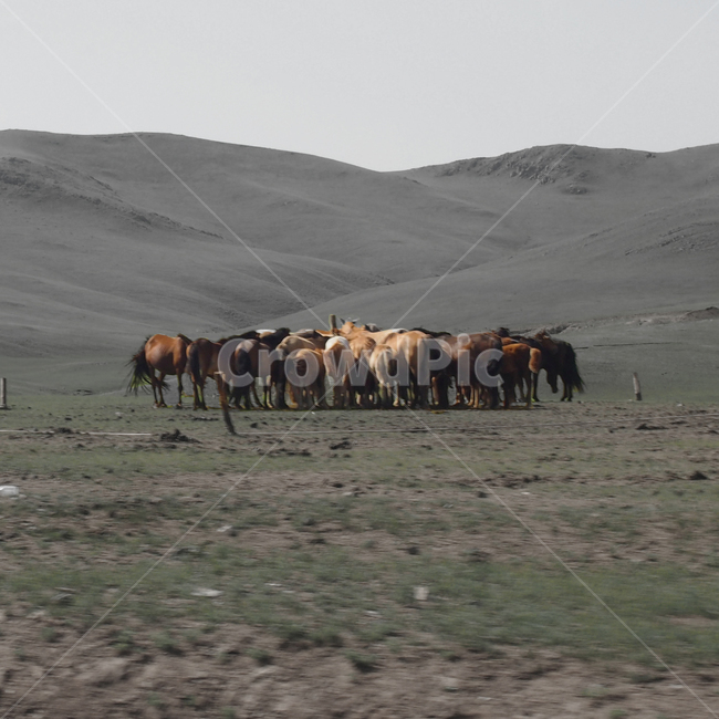 몽골,말,초원,풍경,horse,동물,animal,포유류,mammal