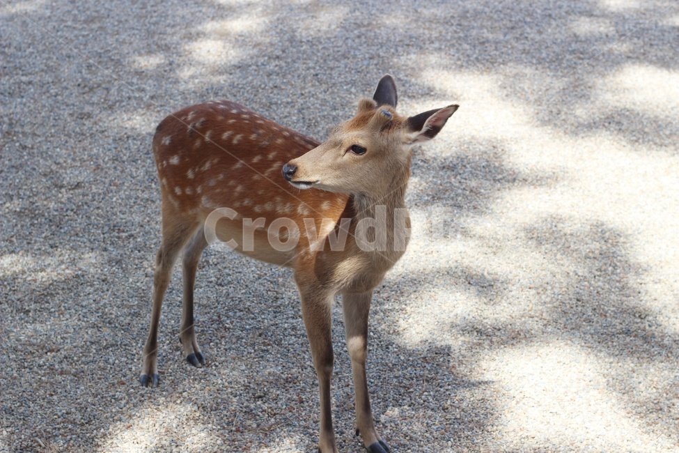 사슴,동물,야생동물,deer,animal,wildlife,포유류,동물,animal,포유류,mammal