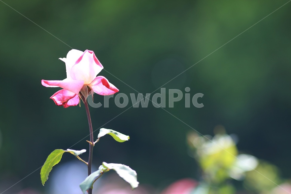장미,식물,봄꽃,장미꽃,분홍꽃,식물,자연,plants,nature,꽃,flower