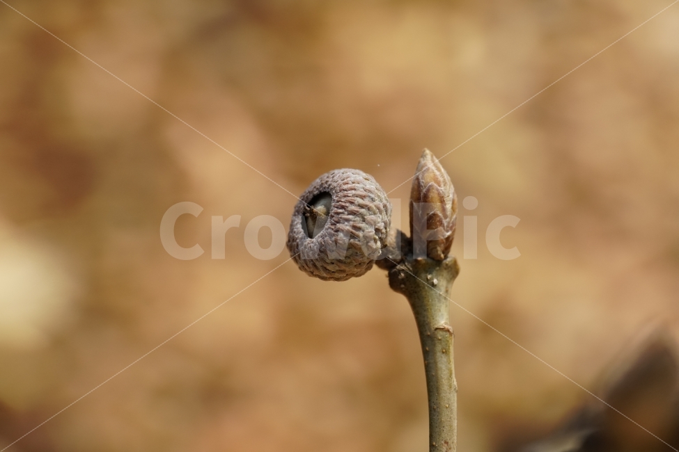 도토리,나뭇가지,참나무,상수리나무,봄,열매,결실,자연,식물,과일,nature,acorn,풍경,landscape,접사,mcaro,감성,감성사진,fruit,계절,season,식물,자연,plants,nature