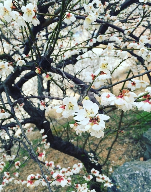 벚꽃,봄,캠퍼스,꽃놀이,쉼,식물,자연,plants,nature,꽃,flower