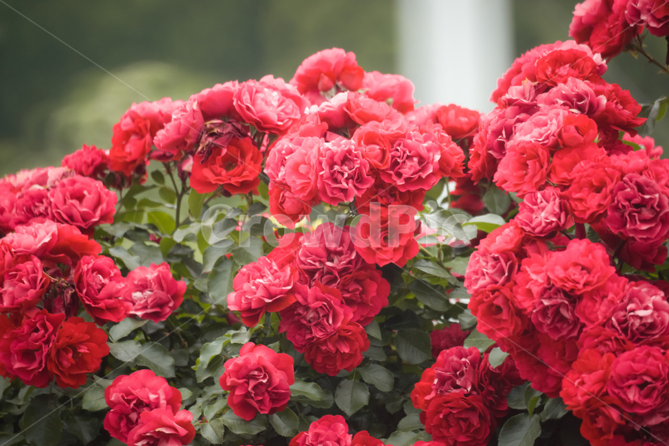 장미,꽃,flower,flowers,rose,꽃밭,자연,식물,nature,plant,plants,꽃잎,장미꽃,식물,자연,plants,nature,꽃,flower