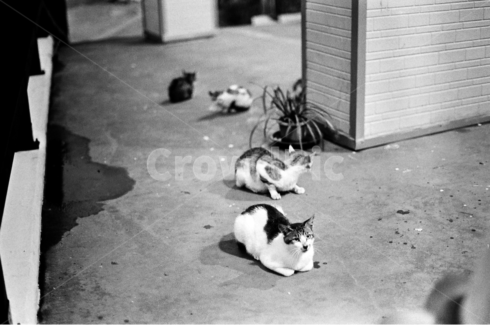 고양이,동물,cat,흑백,냥이,동물,animal,포유류,mammal,고양이,cat,kitten,kitty