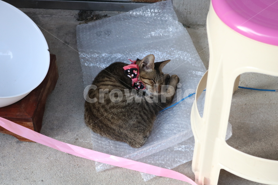 고양이,길고양이,반려,잠,꿈나라,동물,animal,포유류,mammal,고양이,cat,kitten,kitty