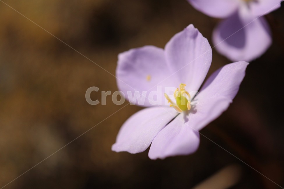 꽃,식물,자연,flower,접사,식물,자연,plants,nature,꽃,flower