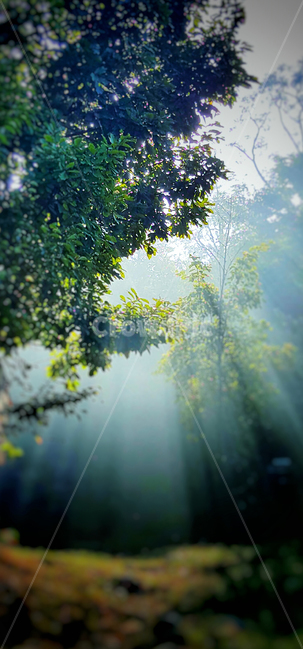 봄,산,아침,빛,빛내림,화창,예술,새벽,나무,숲,봄,계절,spring,season,휴식,힐링,rest,relaxation,healing,sunlight,햇빛