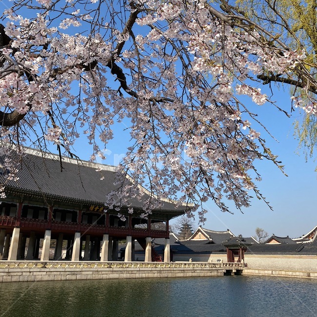 plant,식물,building,건물,architecture,건축물,나무,벚꽃,벚꽃나무,물,연못,고궁,한옥,한옥마을,한국,korea,tree,cherryblossom,blossom,water,sakura