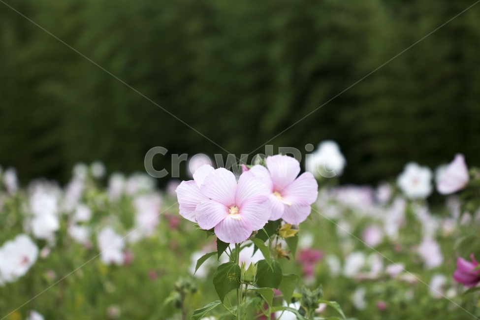 부용화,식물,꽃,꽃봉오리,꽃잎,사진,단독사진,디자인,소스,포토,사진자료,배경,배경사진,백그라운드,한국,동양,아시아,전통,풍경,자연,환경,실외,낮,아침,봉오리,잎,6월,7월,여름꽃,꽃밭,아웃포커스,접사,근접,여름,녹색,야외,핑크,분홍,빨강,빨간색,하얀색,레드,화이트,식물,자연,plants,nature,꽃,flower