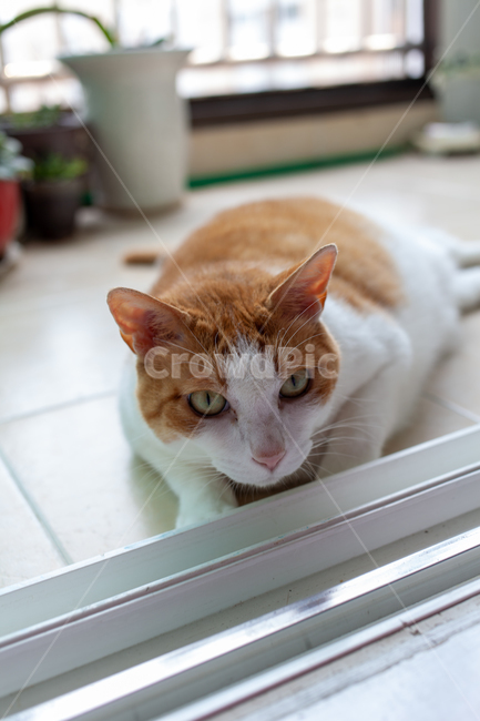 고양이,야옹이,베란다,아웃포커싱,고양이얼굴