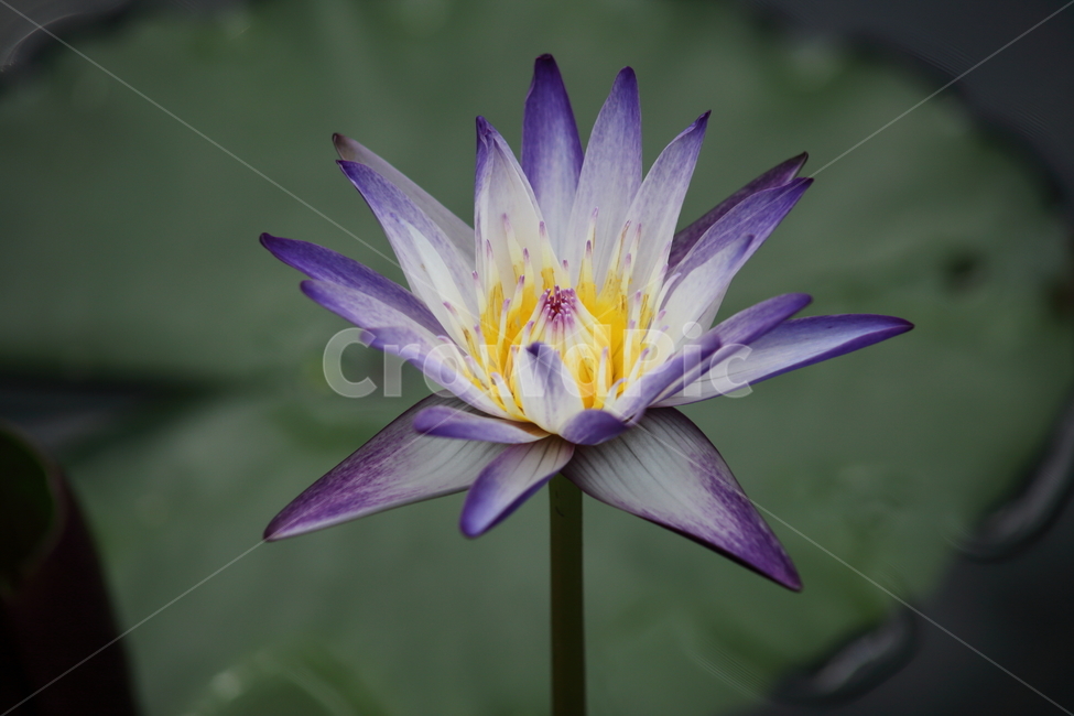 plant,식물,flower,꽃,수련,식물,자연,plants,nature,꽃,flower