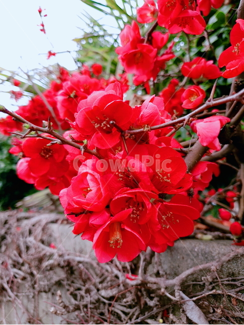plant,식물,blossom,geranium,flower,꽃,홍매화,매화꽃,매화,붉은꽃